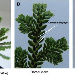 Fronds-of-S-bryopteris-growing-in-a-pot-A-Close-dorsal-view-of-the-frond-showing-the_Q320.jpg