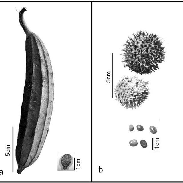 Fruits-and-seeds-of-L-acutangula-a-and-L-echinata-b_Q640.jpg