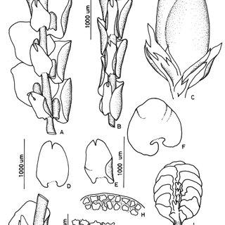 Frullania-convoluta-Lindenb-Hampe-A-and-B-Part-of-shoot-ventral-view-C-Perianth_Q320.jpg