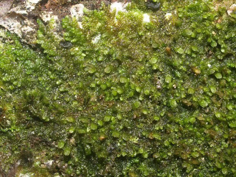 Frullania-dilatata-(L.)-Dumort.-115094.sm.jpg