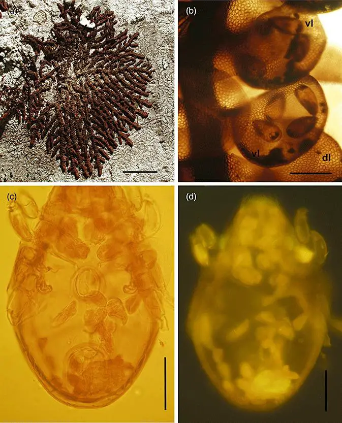 Frullania-ferdinandi-muelleri-Steph-habitus-photograph-of-specimen-growing-on-bark-at.png