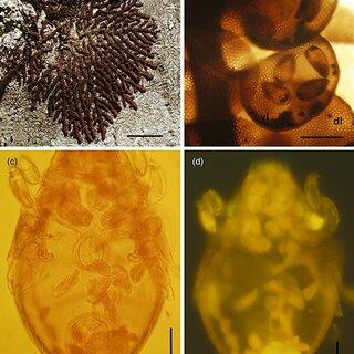 Frullania-ferdinandi-muelleri-Steph-habitus-photograph-of-specimen-growing-on-bark-at_Q320.jpg