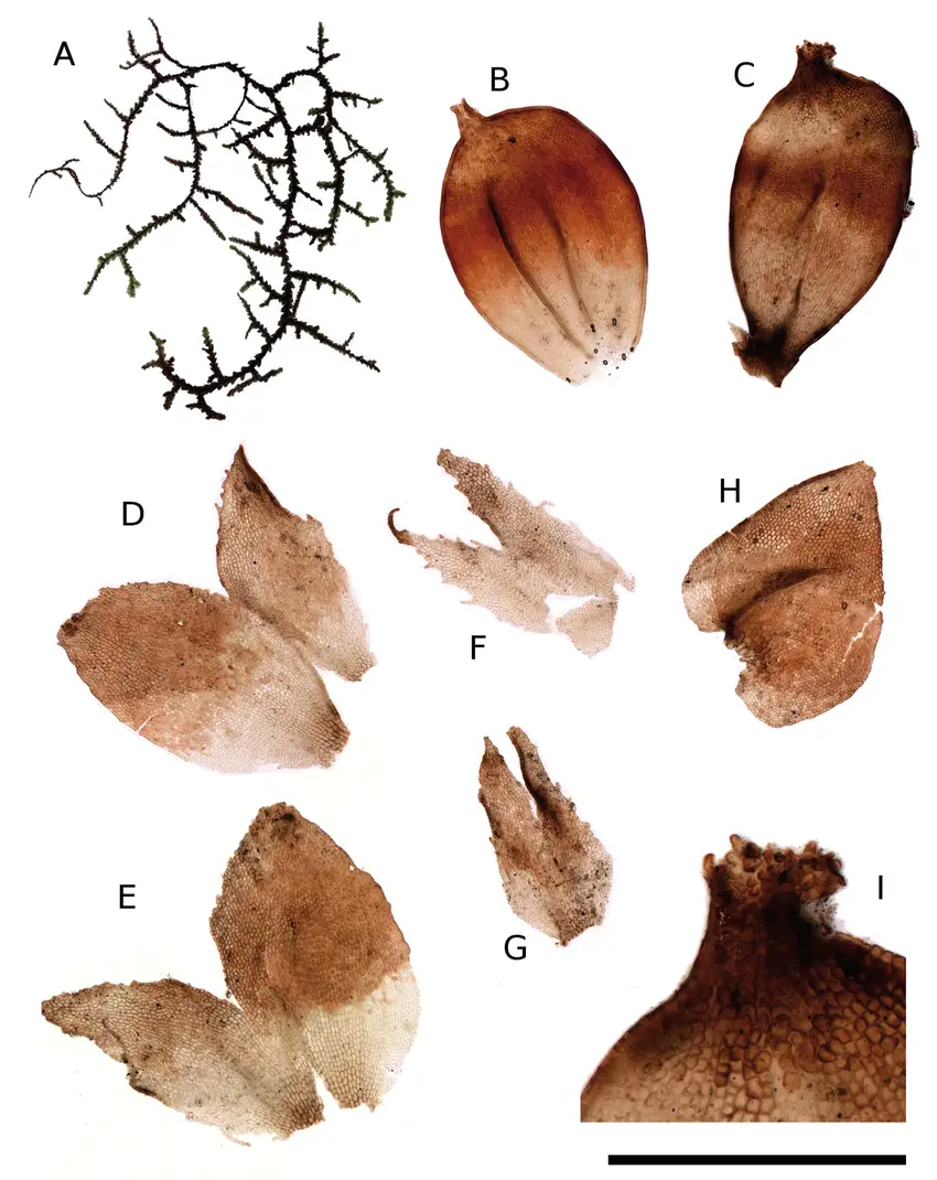 Frullania-weberbaueri-Steph-A-Habit-wet-dorsal-view-complete-plant-B-Perianth.png