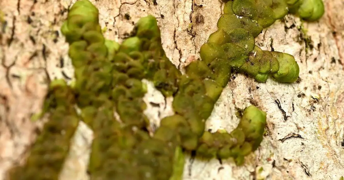 Frullania230513_1.jpg