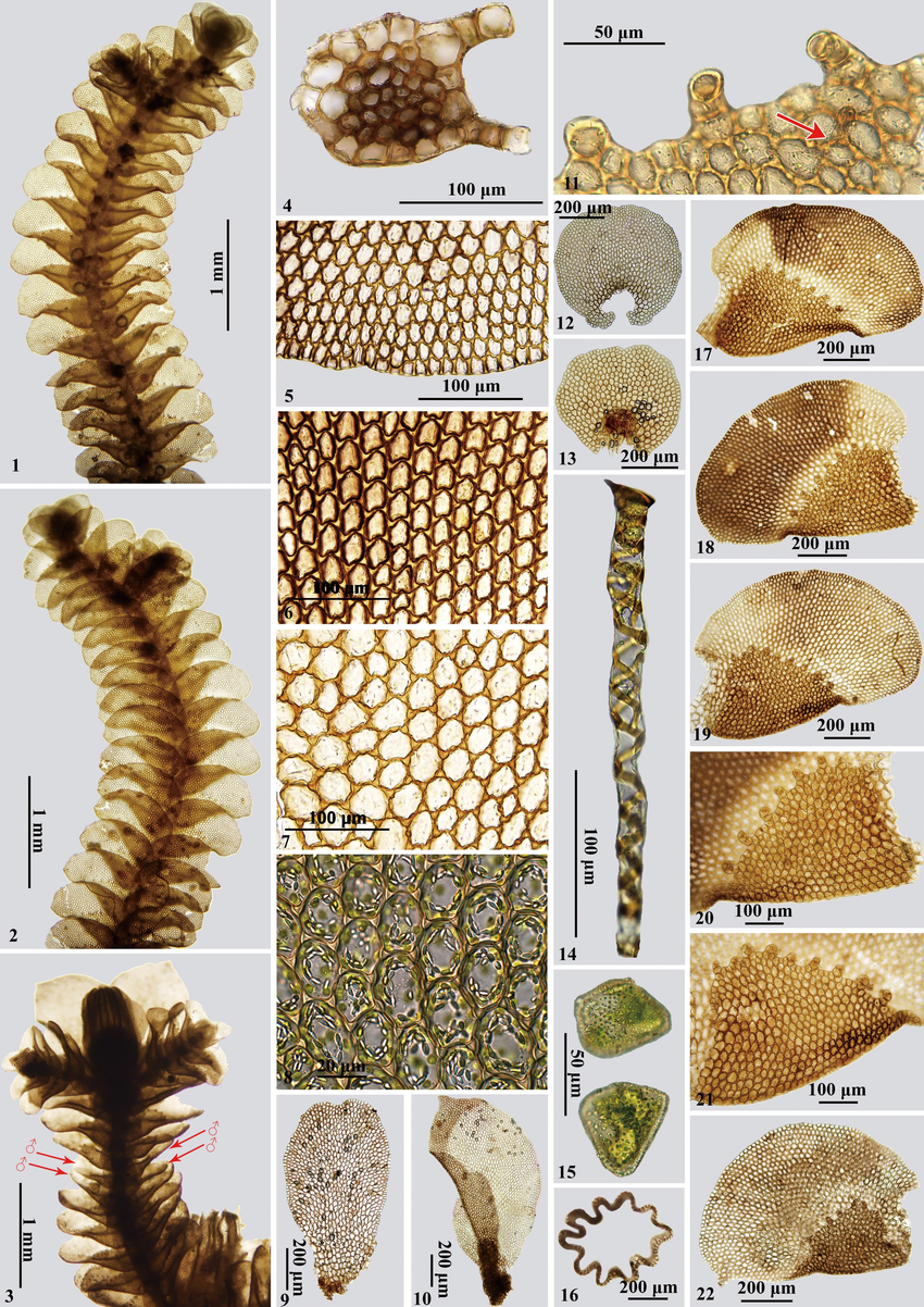 Frullanoides-tristis-1-Shoot-ventral-view-2-Shoot-dorsal-view-3-Portion-of-shoot.png