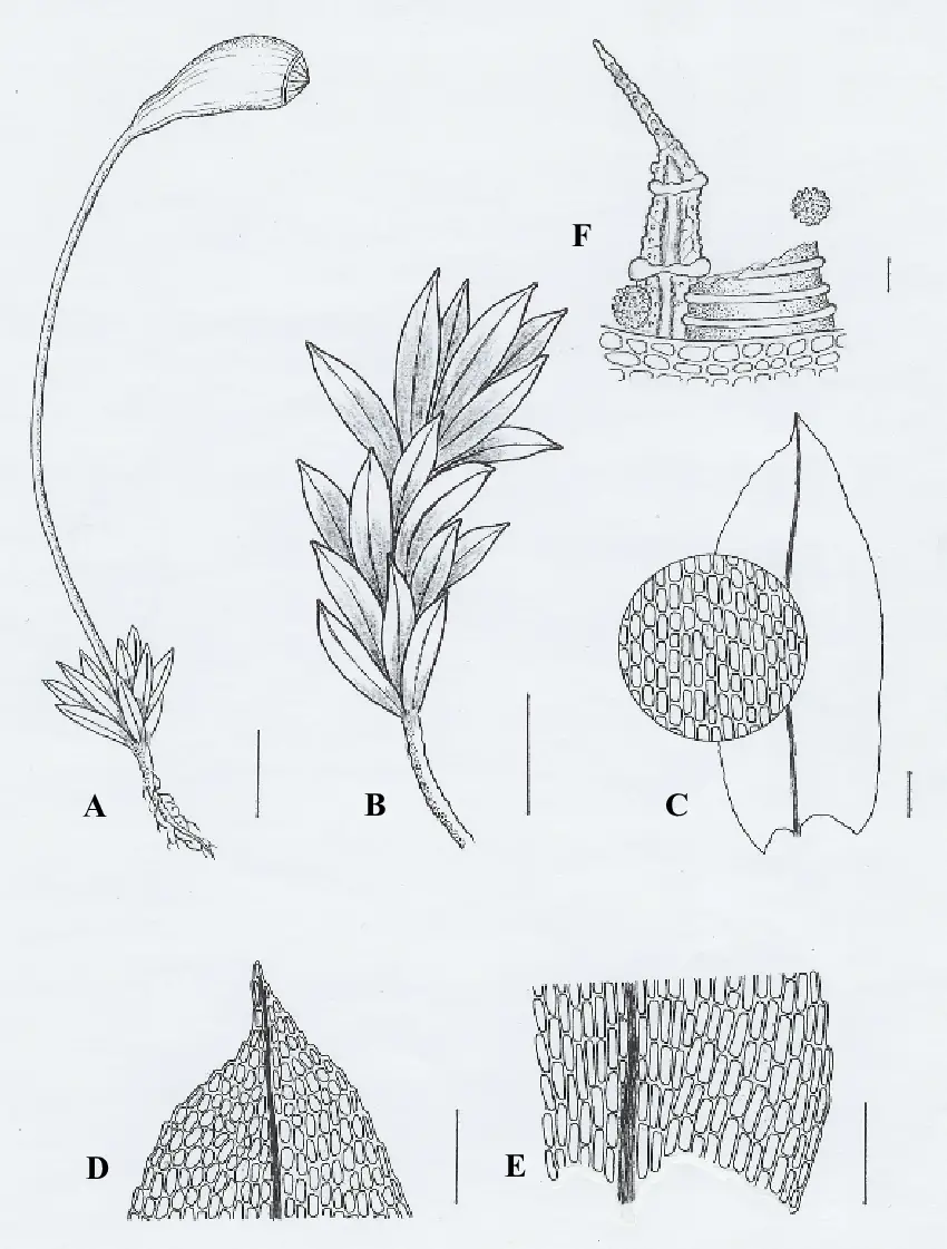 Funaria-microstoma-A-B-habits-C-leaf-showing-middle-cells-D-leaf-apex-E-leaf.png