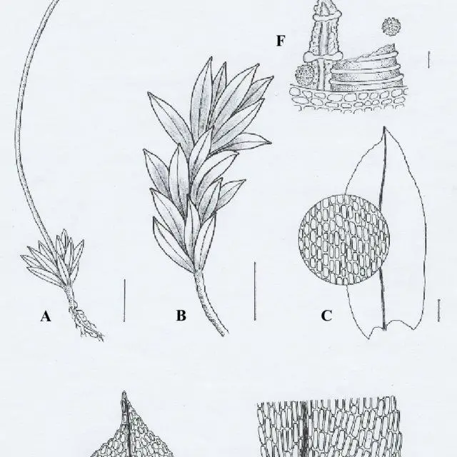 Funaria-microstoma-A-B-habits-C-leaf-showing-middle-cells-D-leaf-apex-E-leaf_Q640.jpg