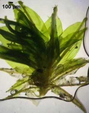 Gambar-11-Calymperes-tenerum-Muell-yaitu-bentuk-tumbuh-1-individu-a-bentuk-daun-dengan.jpg