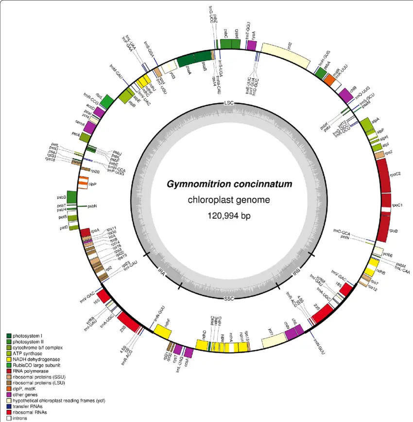 Gene-map-of-the-chloroplast-of-Gymnomitrion-concinnatum-Genes-inside-and-outside-the.png