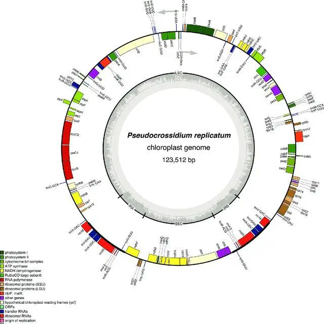 Gene-map-of-the-moss-P-replicatum-Genes-in-the-inside-of-the-map-are-transcribed_Q640.jpg