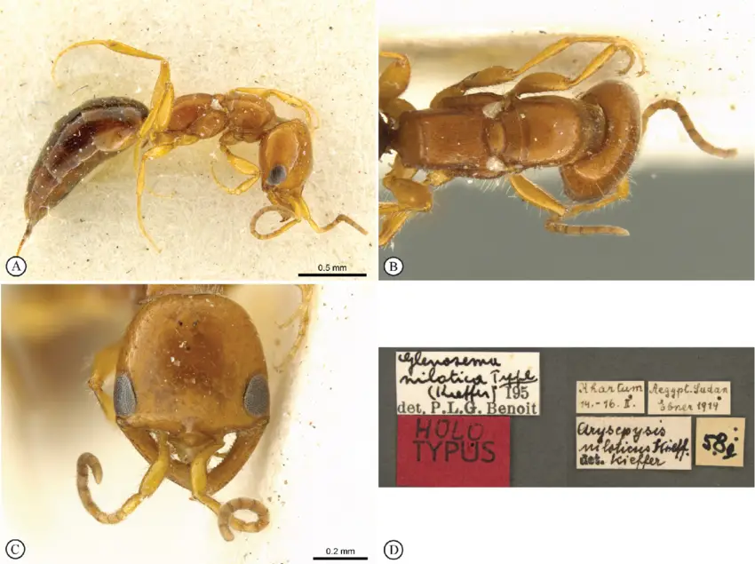 Glesonema-niloticum-Kieffer-holotype-female-A-Habitus-lateral-B-Mesosoma-dorsal.png