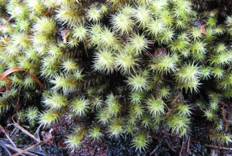 Golden-head-Moss-Breutelia-chrysocoma-Nedd-12-10-14.jpg