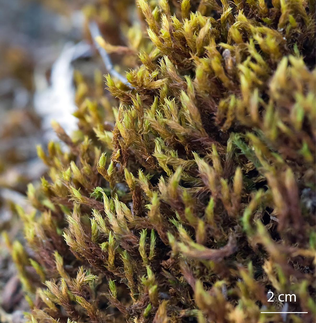 Grimmia-Dryptodon-ramondii-moss.jpg