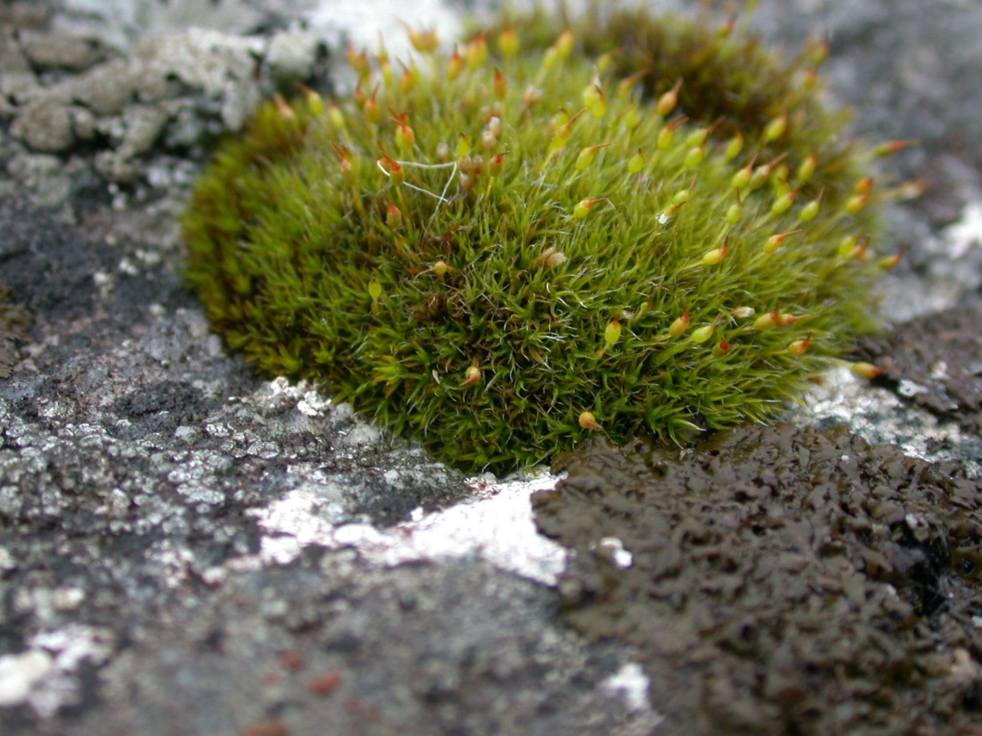 Grimmia-longirostris-c.fr_.-2-Achmelvich-2002_v1.fr_.-2-Achmelvich-2002.jpg