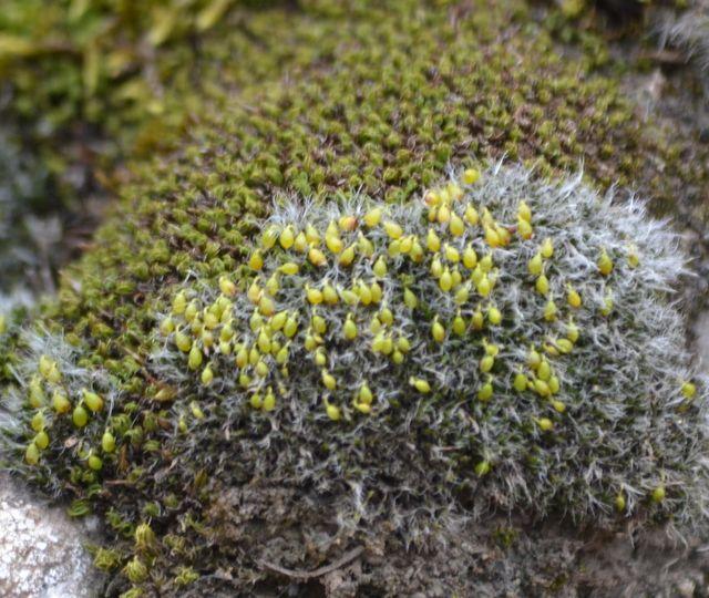 Grimmia-orbicularis-Bruch-ex-Wilson-323029.sm.jpg