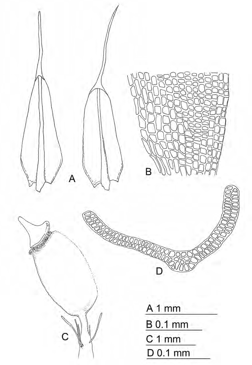 Grimmia-tergestina-A-Leaves-B-Proximal-leaf-cells-C-Sporophyte-D-Mid-leaf.png