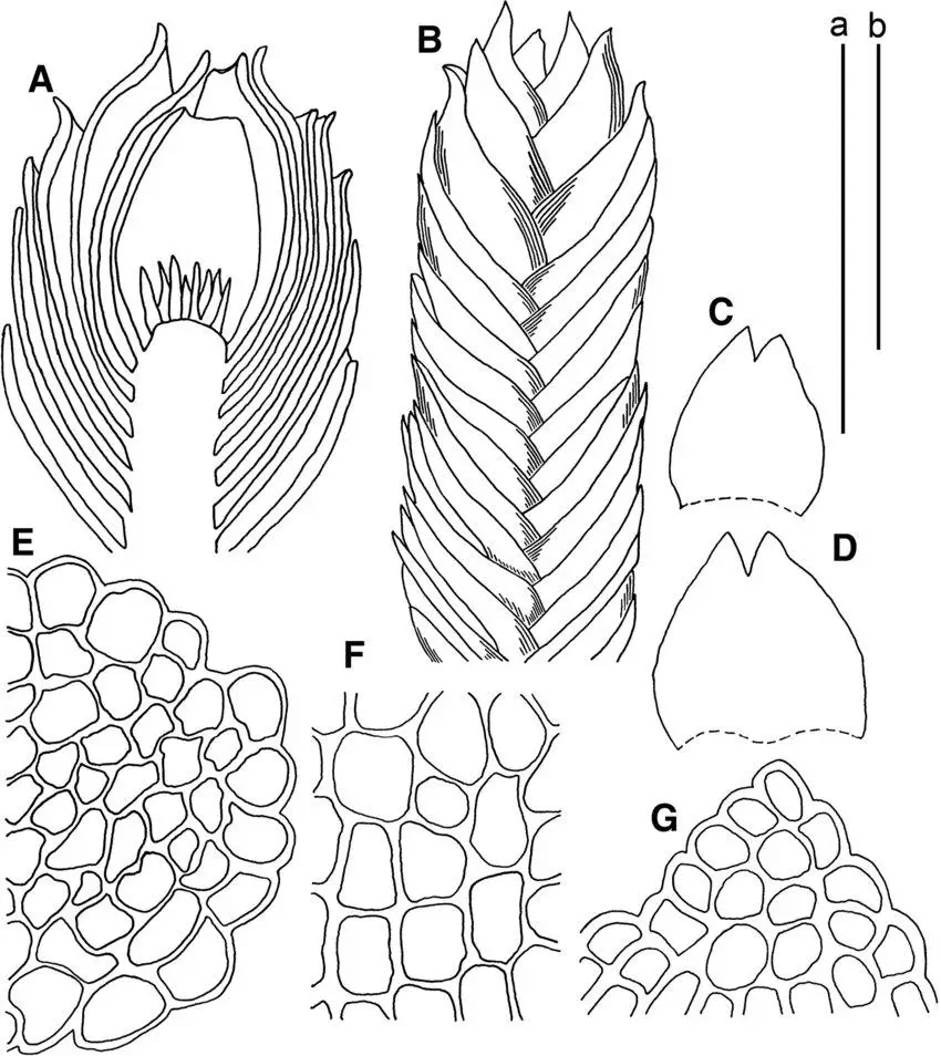 Unveiling Gymnomitrion laceratum: A Remarkable Moss in the Bryophyte ...