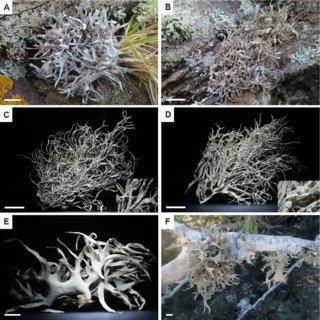 Habit-of-the-five-Roccella-species-studied-A-Roccella-fuciformis-France-mainland_Q320.jpg