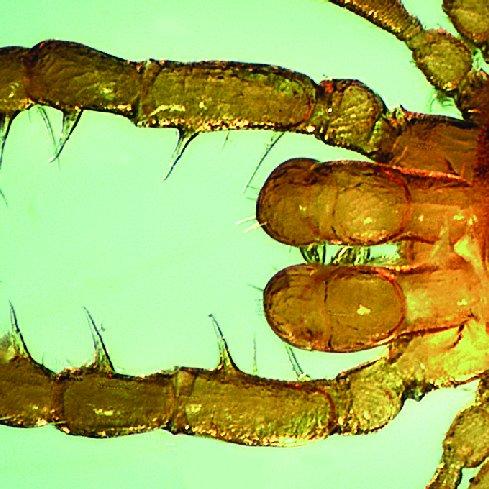 Habitus-de-Scotolemon-doriae-femelle-photo-E-Iorio-taille-reelle-1-5-mm-Figure_Q640.jpg