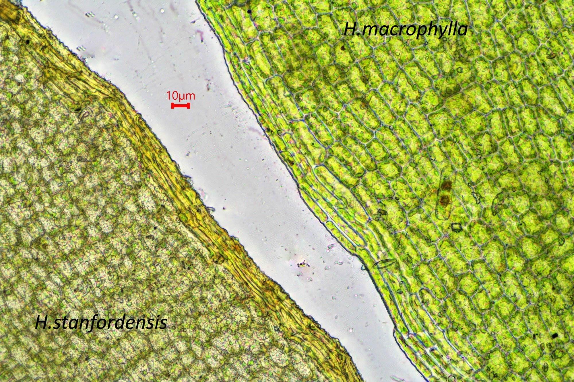 Henediella-macrophylla-and-stanfordensis-border.jpg