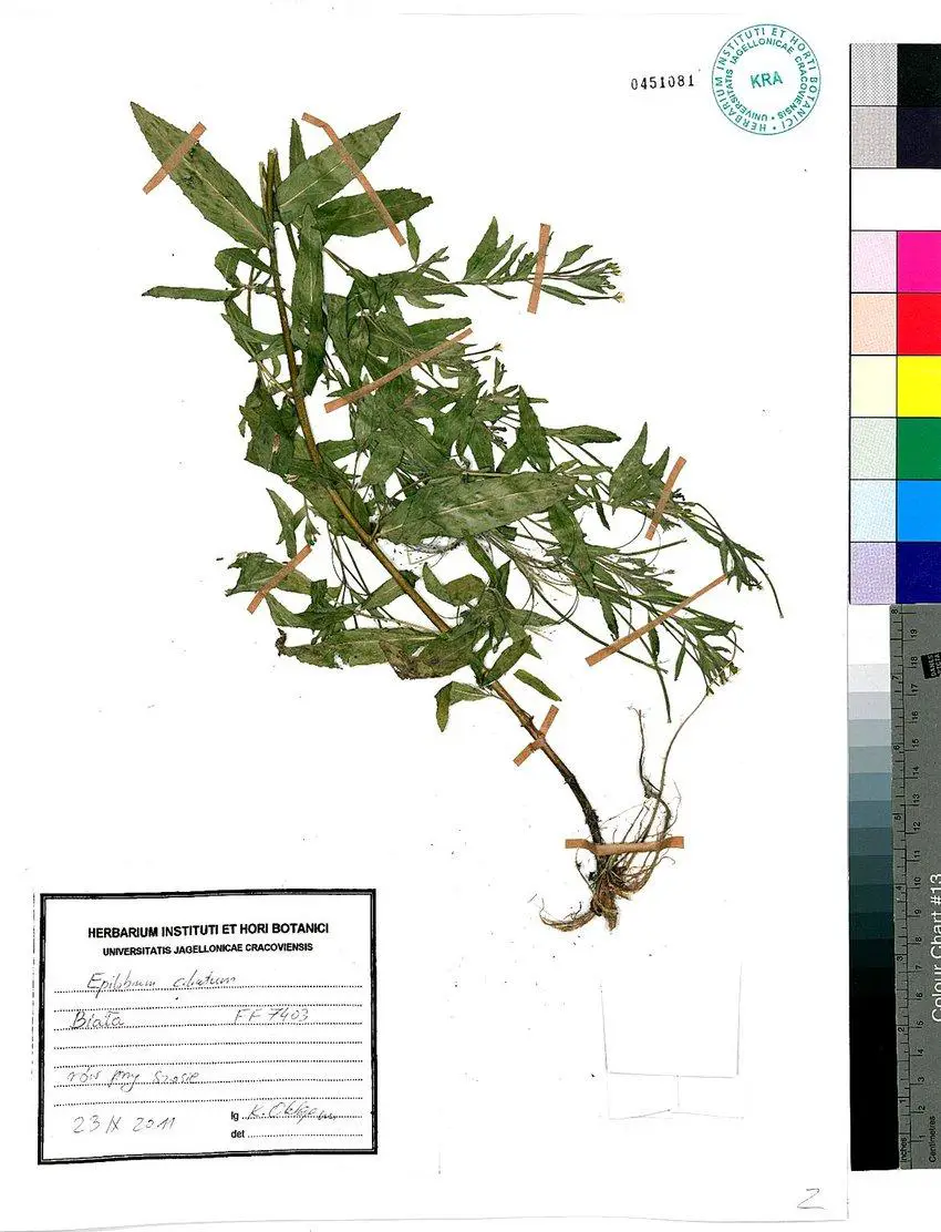 Herbarium-sheet-with-specimen-of-Epilobium-ciliatum-collected-by-K-Oklejewicz-in-2011.jpg