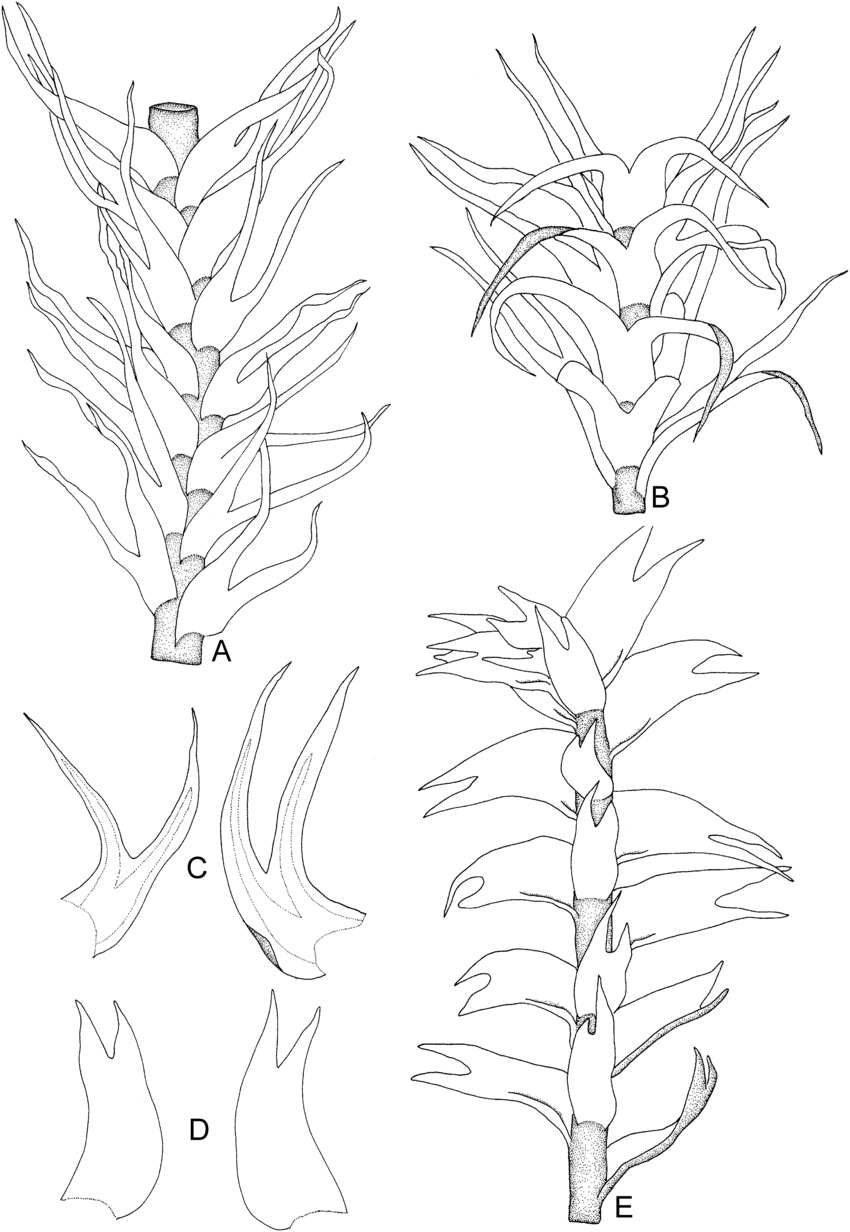 Herbertus-pilifer-Schiffn-A-Part-of-plant-dorsal-view-Herbertus-armitanus-Steph.png