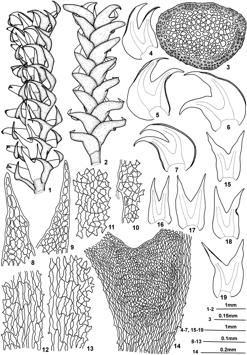 Herbertus-ramosus-Steph-HAMill-1-a-portion-of-plant-in-ventral-view-2-a.png