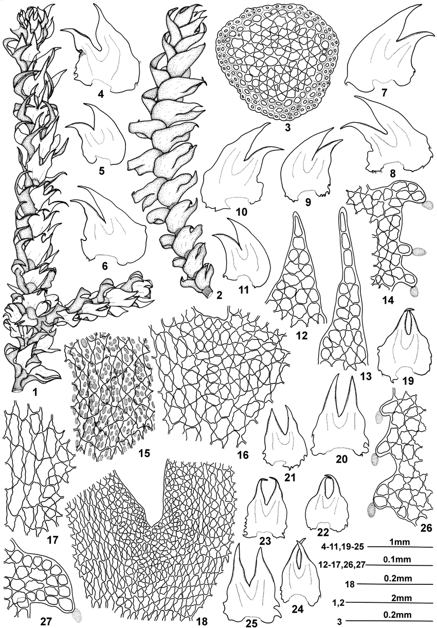 Herbertus-sendtneri-Nees-Lindb-1-a-portion-of-plant-in-ventral-view-2-a-portion.png