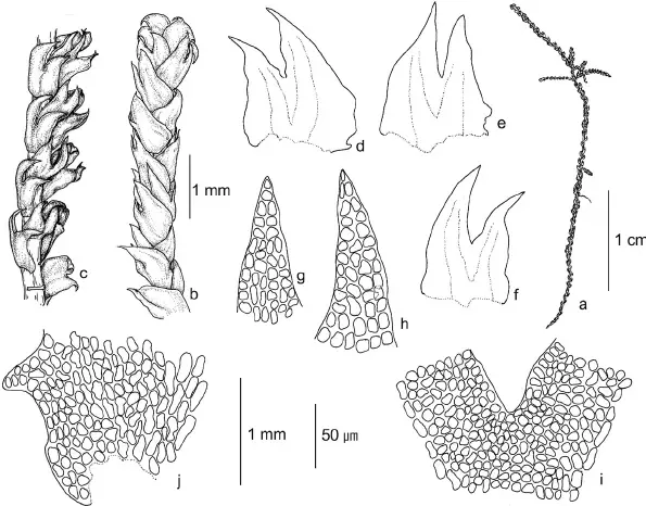 Herbertus-sendtneri-from-isotype-of-H-delavayi-G-a-Habit-b-Part-of-the.png