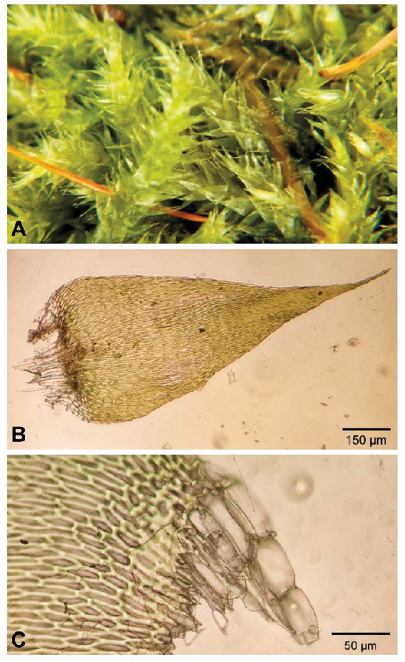 Herzogiella-striatella-habitus-A-branch-leaves-B-and-distinctly-deccurent-leaf-base.png