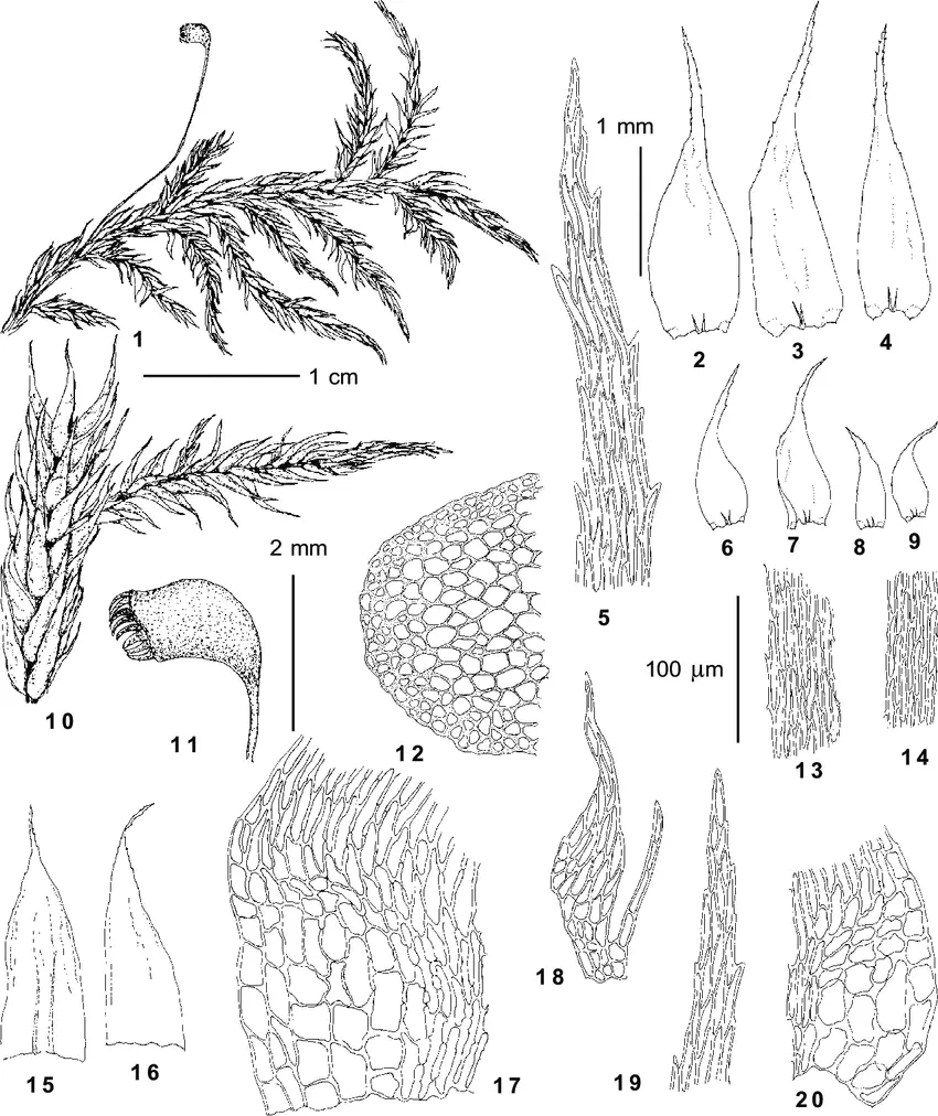 Heterophyllium-affine-Hook-ex-Kunth-Fleisch-from-Bolshoye-Istyube-Creek-470-m.png