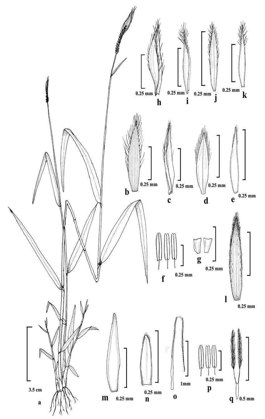 Heteropogon-contortus-L-P-Beauv-ex-Roem-Schult-a-Habit-b-g-Lower-homogamous.jpg