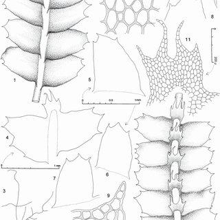 Heteroscyphus-knightii-Steph-Grolle-1-Sector-of-leading-shoot-dorsal-view-2_Q320.jpg