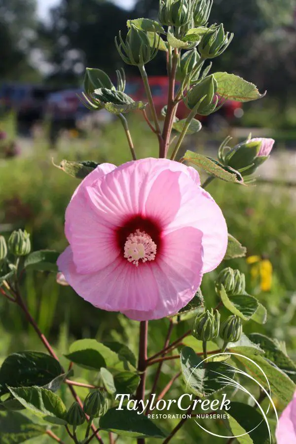 Hibiscus-laevis-600x900.jpg