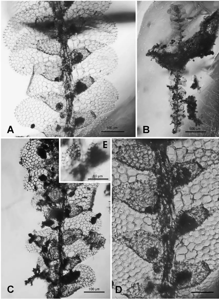 Holotype-of-Ceratolejeunea-antiqua-ventral-view-A-Upper-part-of-shoot-B-Overview.png