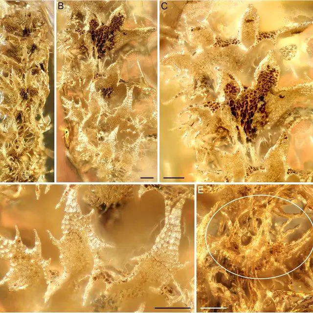 Holotype-of-Tetralophozia-groehnii-sp-nov-GPIH-4575-from-Baltic-amber-The-fossil-was_Q640.jpg