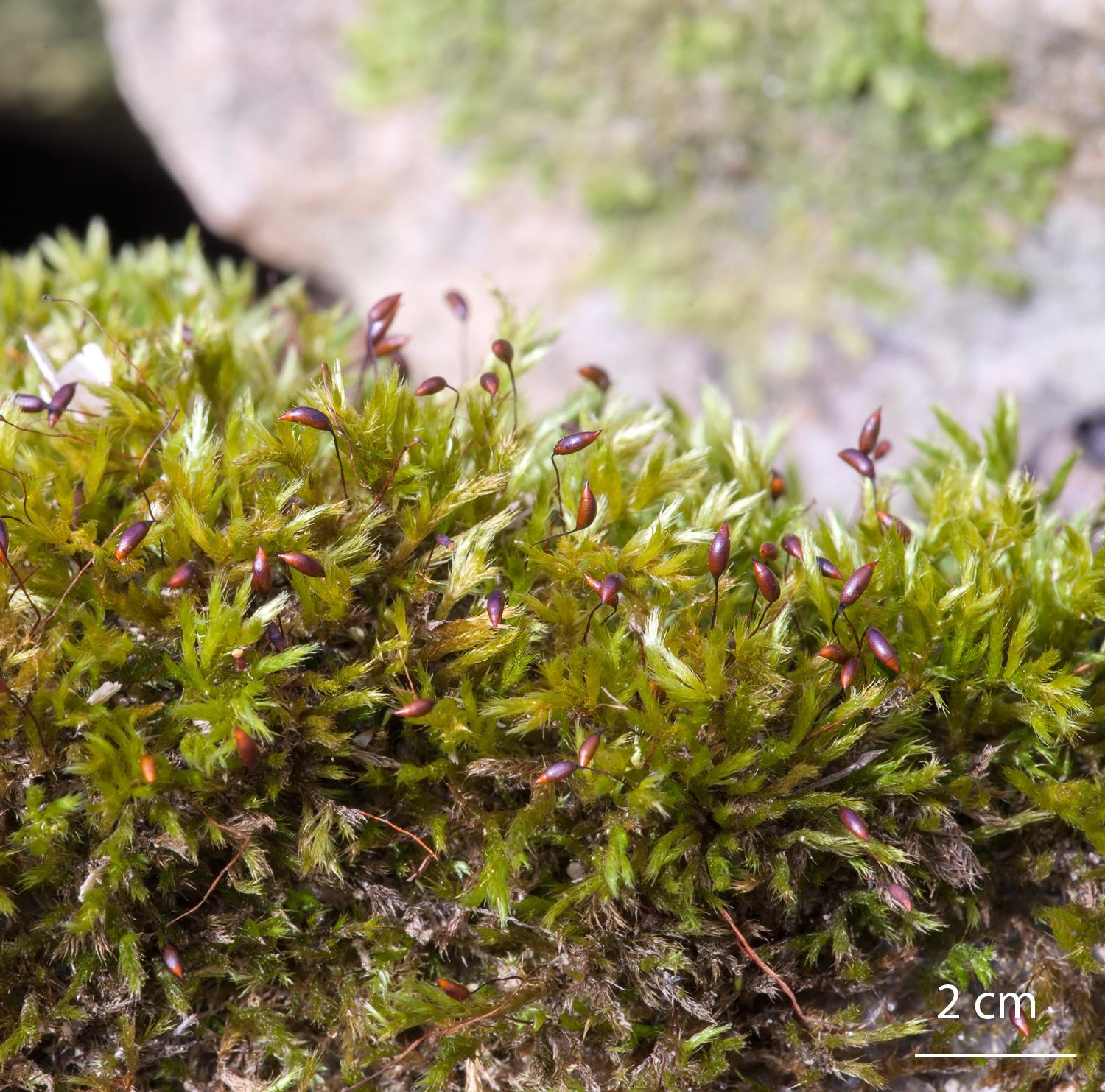 Homalothecium-lutescens-moss.jpg