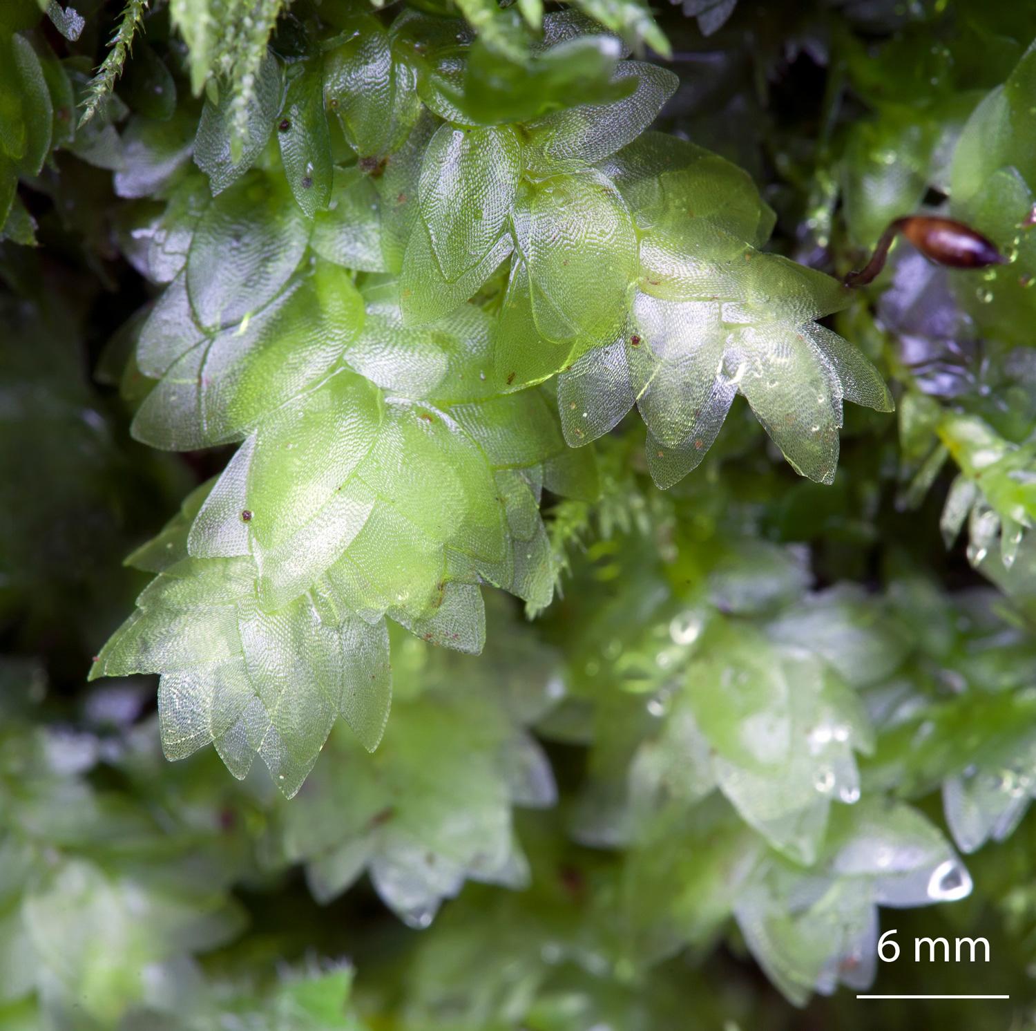 Hookeria-lucens-moss.jpg