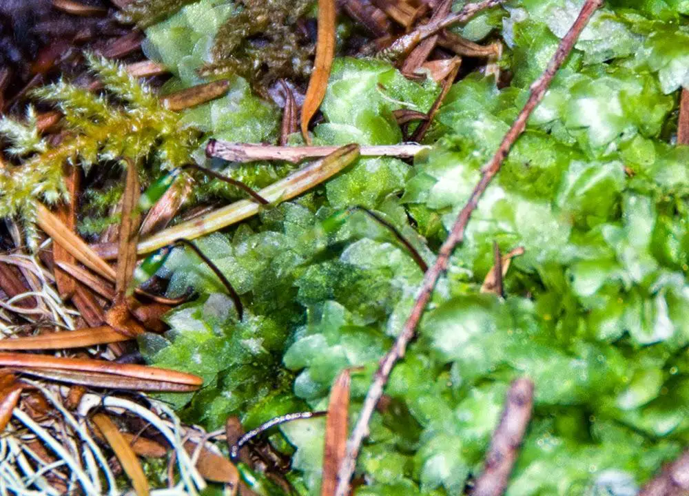 Hookeria-luscens-moss.jpg