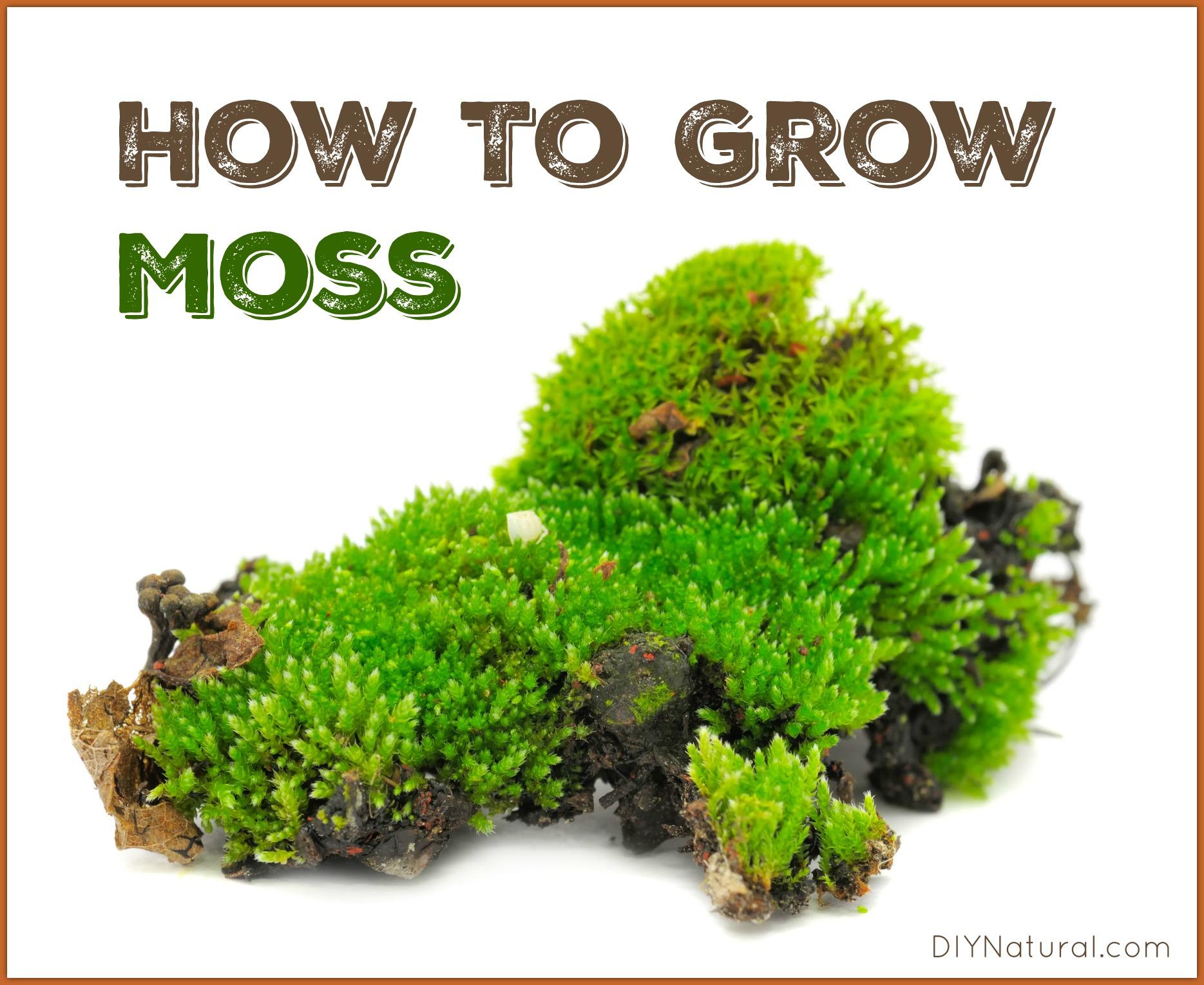 How-To-Grow-Moss.jpg