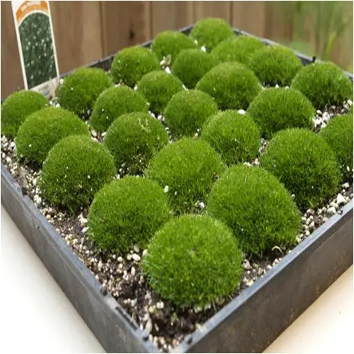 How-to-Grow-Irish-Moss-from-Seeds.jpg