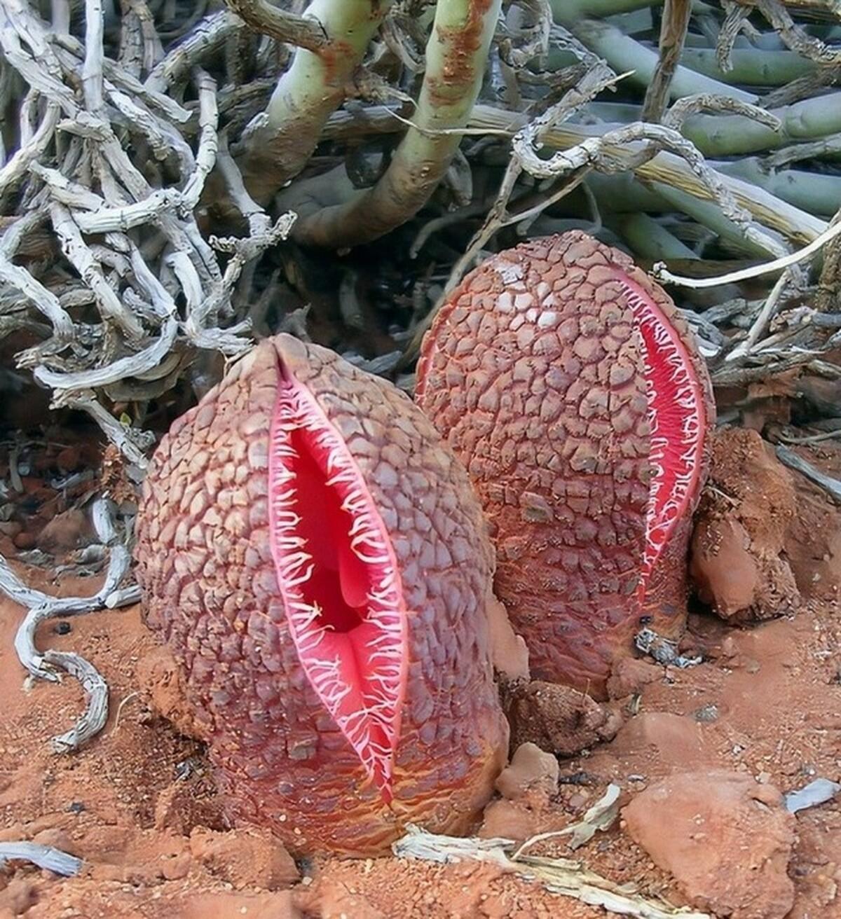 Hydnora-abyssinica-3.jpg