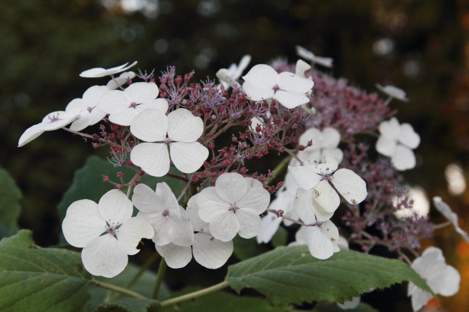 Hydrangea.longipes.NJM_.11052-scaled.jpg