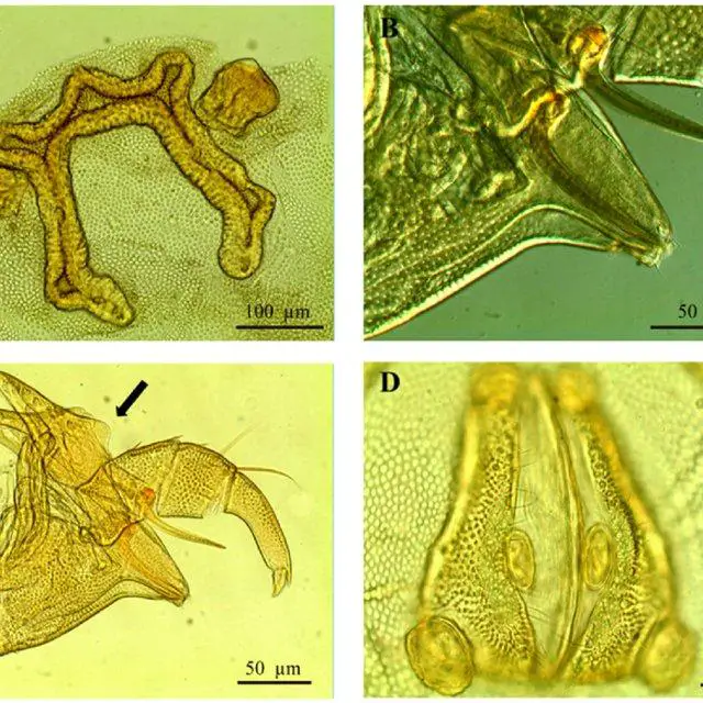 Hydryphantes-ramosus-Daday-adult-female-A-frontal-shield-B-gnathosoma-with-chelae_Q640.jpg