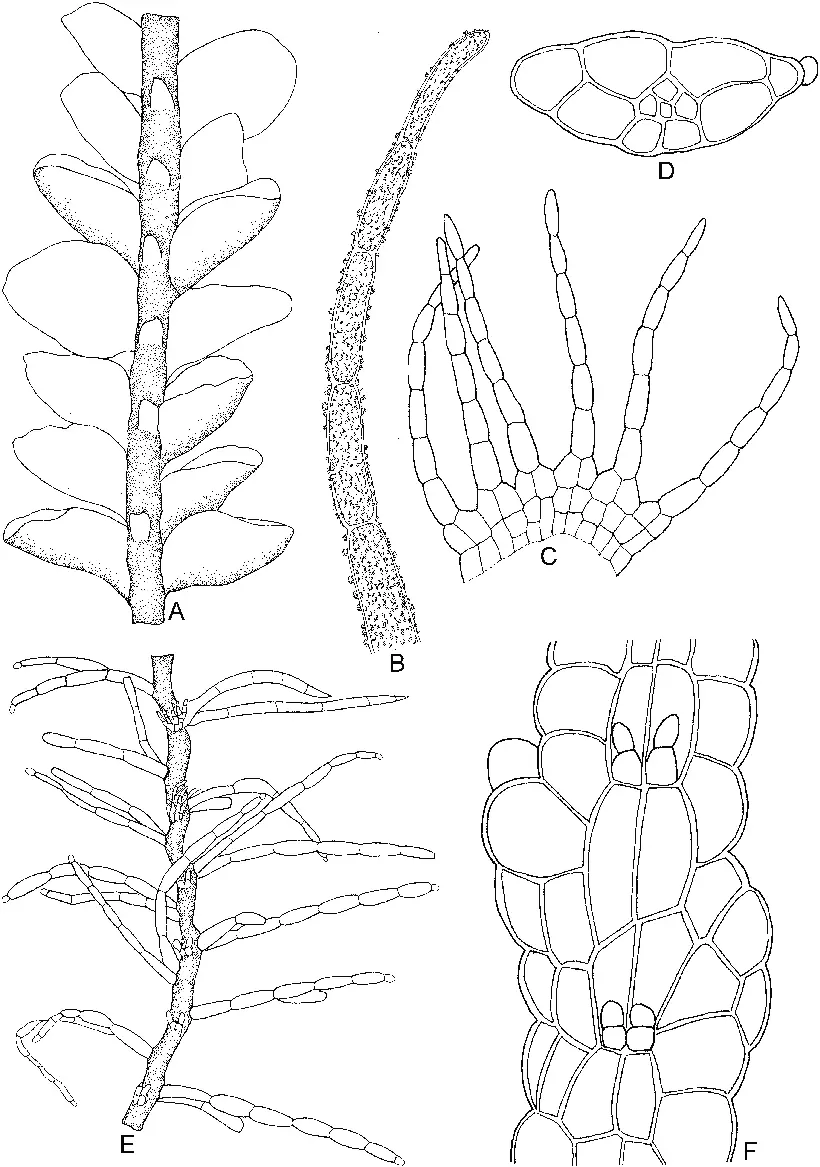 Hygrolembidium-boschianum-Sande-Lac-RMSchust-A-Part-of-plant-ventral-view.png