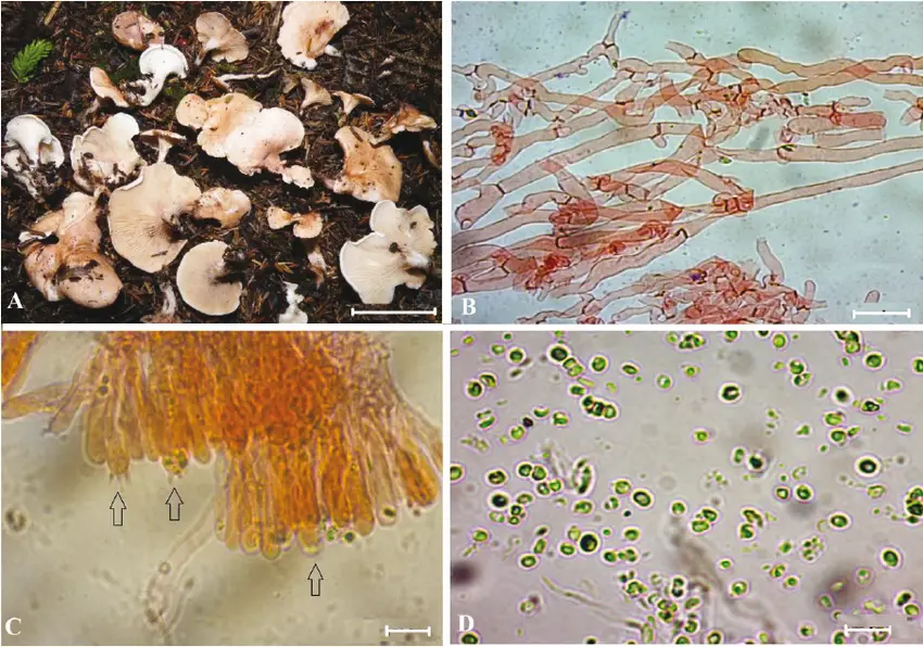 Hygrophoropsis-morganii-A-basidiomes-B-pileipellis-C-basidia-D-spores-scale.png