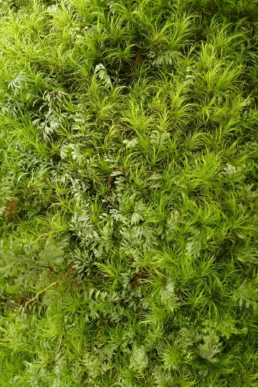 Hymenophyllum-peltatum-Plants-growing-amongst-the-moss-Dicranoloma.png