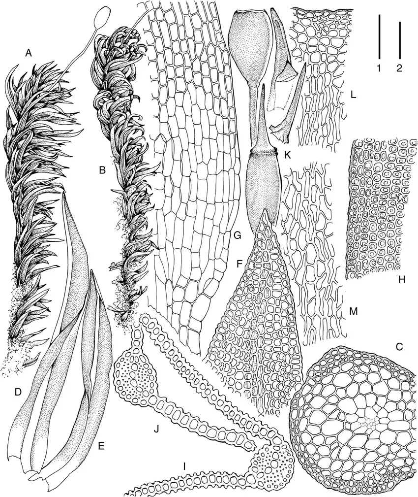 Hymenostylium-xanthocarpum-A-Habit-wet-B-Habit-dry-C-Stem-transverse-section.png