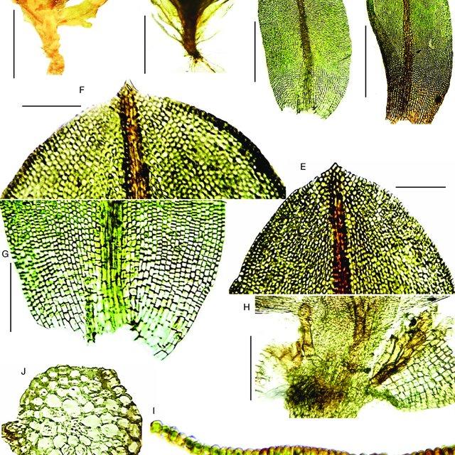 Hyophila-baginsensis-MuellHal-A-dry-plant-B-wet-plant-C-D-leaves-E-F-upper_Q640.jpg