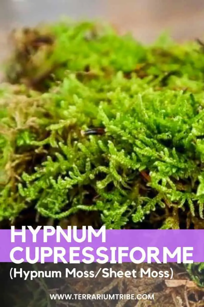 Hypnum-Moss-Pin-683x1024.jpg